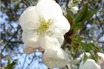 Prunus 