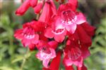 Penstemon 