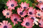 Osteospermum 