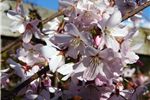 Prunus 