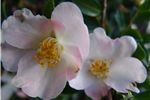 Camellia hybrid 