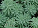 Euphorbia glauca