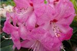 Rhododendron 