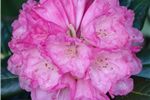 Rhododendron 