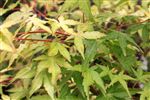 Acer palmatum 