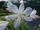 Agapanthus orientalis 