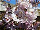 Prunus 