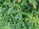 Pittosporum eugenoides (Lemonwood)