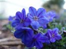 Lithodora diffusa 