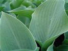 Hosta 