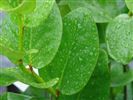 Griselinia lucida (Akapuka)