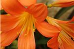 Clivia miniata (Kaffir Lily)