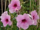 Pandorea jasminoides 