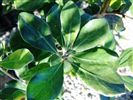 Pittosporum crassifolium