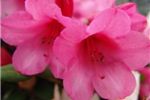 Rhododendron 