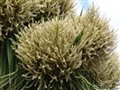 Cordyline australis (Cabbage Tree) 