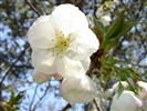 Prunus 