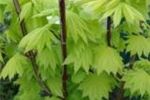 Acer shirasawanum 