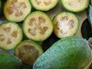 Feijoa sellowiana