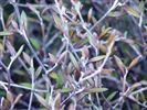 Corokia virgata 