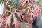 Acer palmatum dissectum 