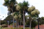 Cordyline australis (Cabbage Tree) 