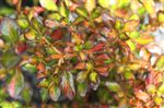 Coprosma 