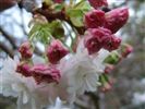 Prunus 