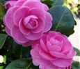 Camellia japonica 