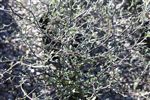 Corokia 