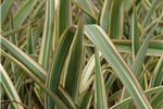 Phormium cookianum 