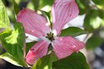 Cornus florida 