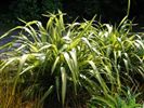 Phormium tenax 