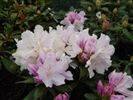 Rhododendron 