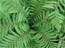 Dicksonia fibrosa (Tree Fern)