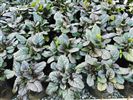 Ajuga Catlins Giant