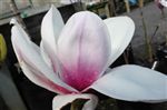 Magnolia hybrid 