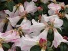 Rhododendron 