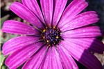 Osteospermum 