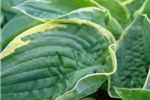 Hosta 