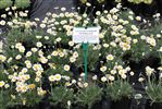 Leucanthemum - Grade