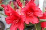 Rhododendron 