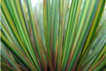 Libertia ixiodies (NZ Iris)