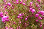 Boronia hetrophylla