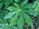 Fatsia japonica