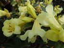 Rhododendron 