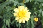 Argyranthemum 