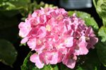 Hydrangea 