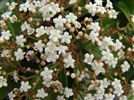 Viburnum japonicum