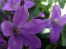 Campanula 